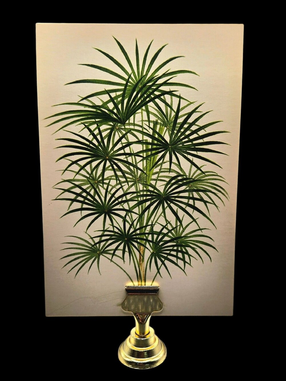 "5/$40" Revsible Tulip/Palm Tree 2x 4x6 Picture Cards W/Gold Cardholder Decor